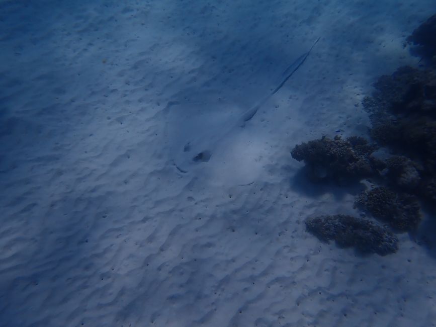 Snorkeling the Ningaloo Reef - Stingray / Snorkeling the Ningaloo Reef - Stingray