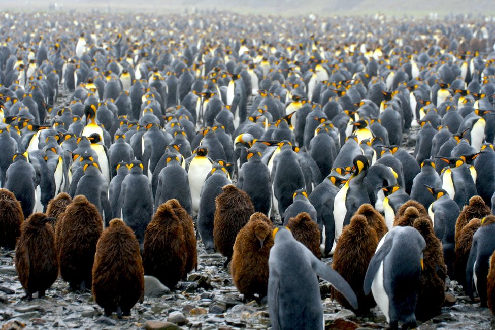 Un continent plein d'espoir, l'Antarctique