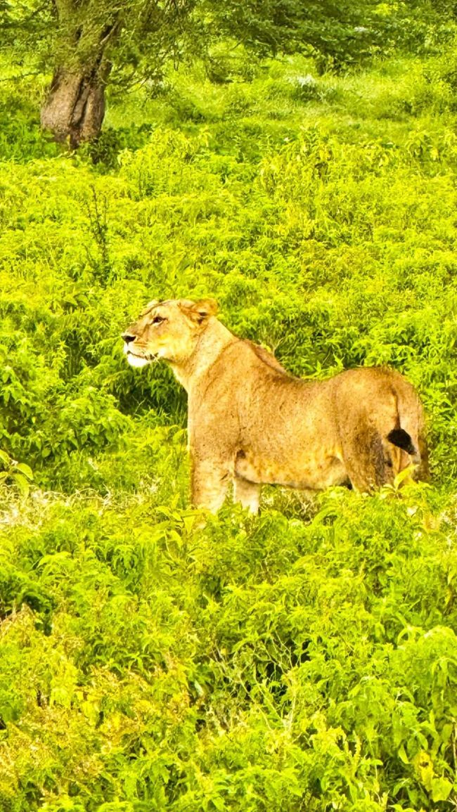 Masai Mara