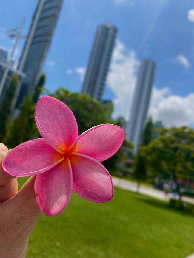 Panama 🇵🇦 🌴