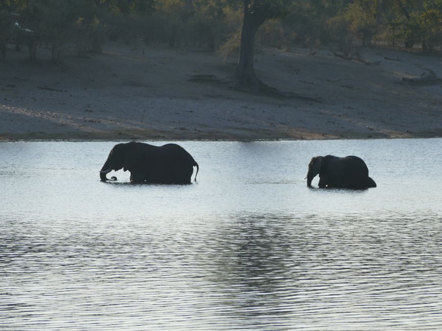 Botswana und die Elefanten