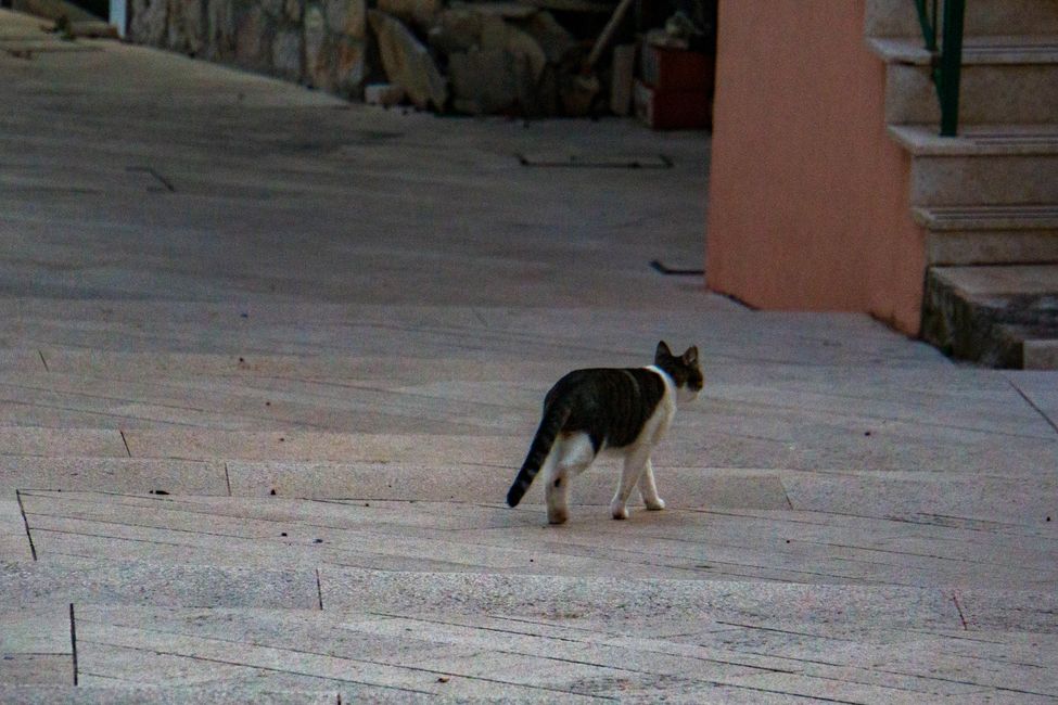 Cats of Croatia