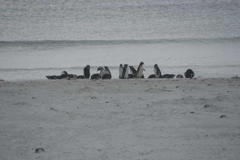 Manchots de Magellan / Magellan penguins