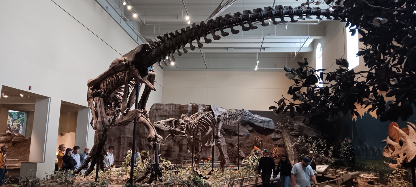 Museum of Natural History I