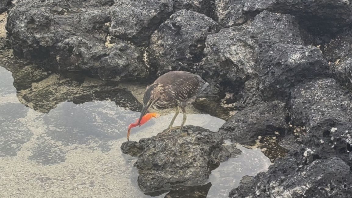 Santa Cruz (Galápagos)