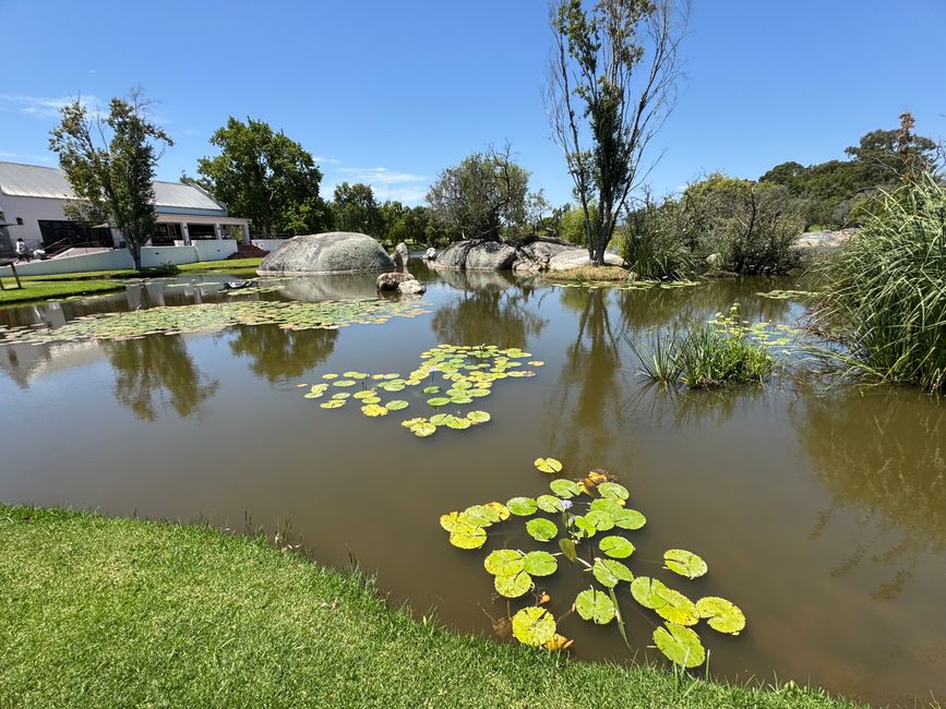 Weihnachtstage in Stellenbosch