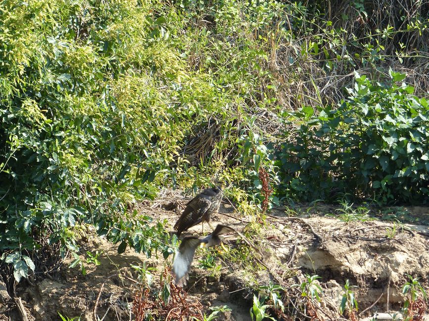 Brazil Pantanal River Cruise