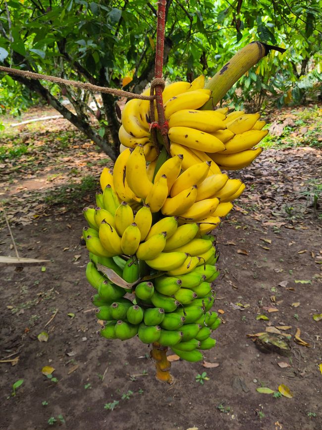 Leuchtende Käfer, grüne Orangen und andere Besonderheiten: Meine letzten Tage in der peruanischen Selva