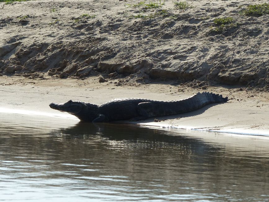 Brazil Pantanal River Cruise