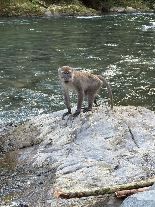 En los orangutanes