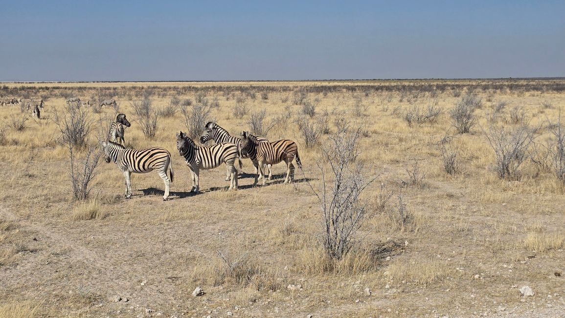Game Drive
