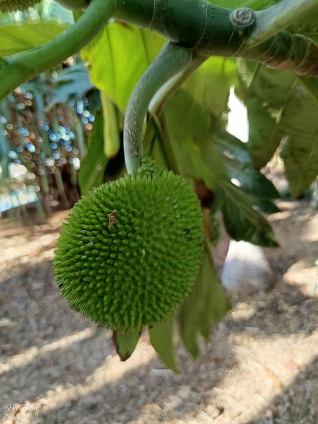 Santa Cruz / Teneriffa