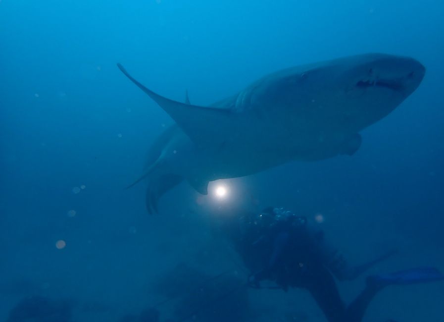 10 Días en Thundufushi - Un Viaje a Través de Aguas Azules, Jardines de Coral y Momentos de Quietud