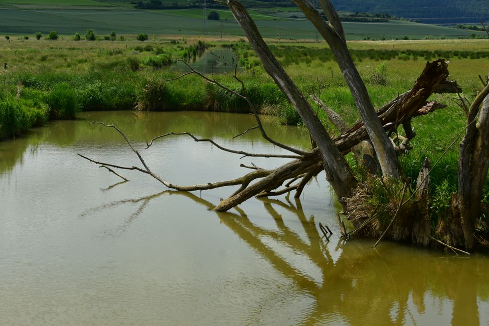 * * * S E C H T A S A F A R I - der Auerochsenweg
bei Bopfingen * * *