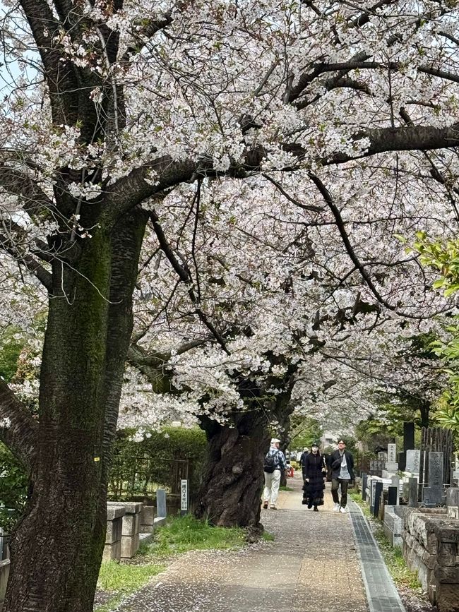 Parte 7
BENVENUTO IN GIAPPONE 🇯🇵
TOKYO