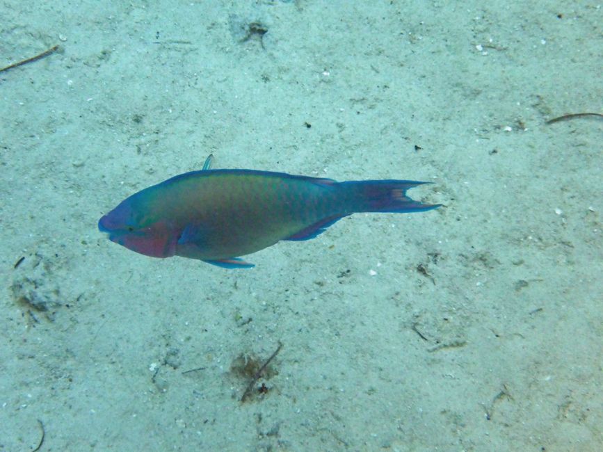 Neiafu, Vavaʻu, Tonga