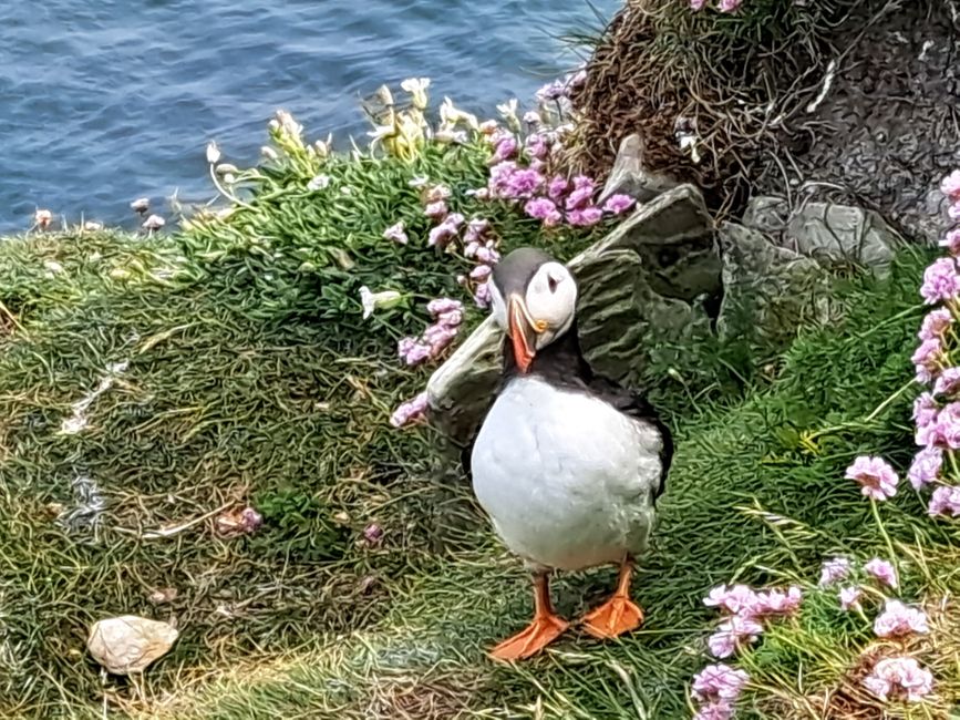 Ab in den Süden (von Shetland)