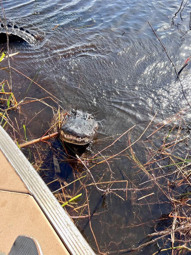 Tag 375 - Airboat-Tour @ Everglades