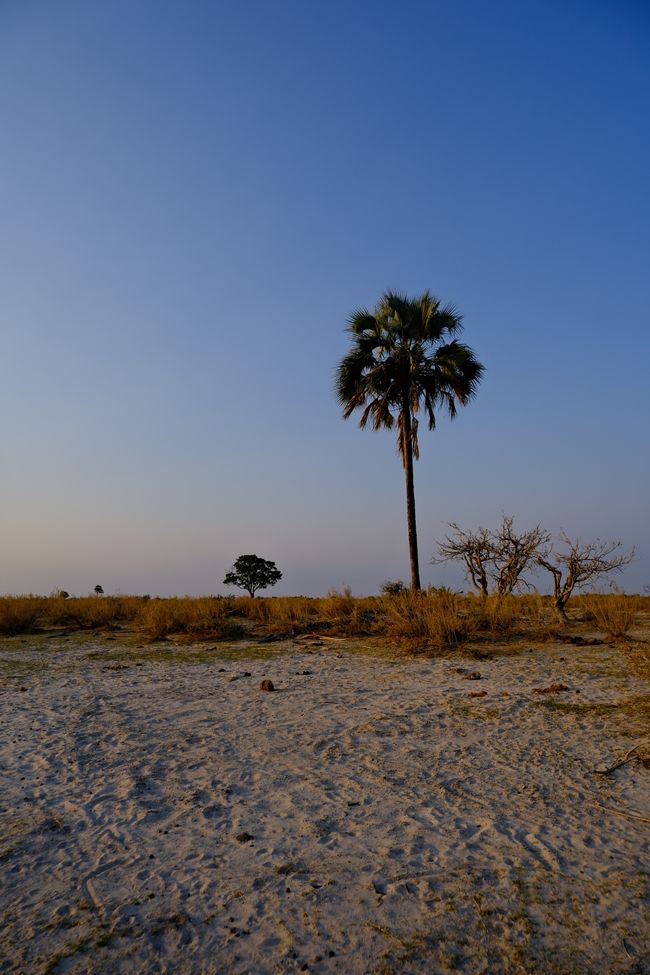 Delta del Okavango 🇧🇼