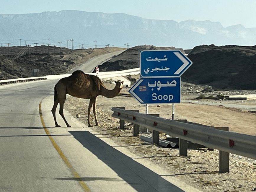 Von Salalah wieder Richtung Norden