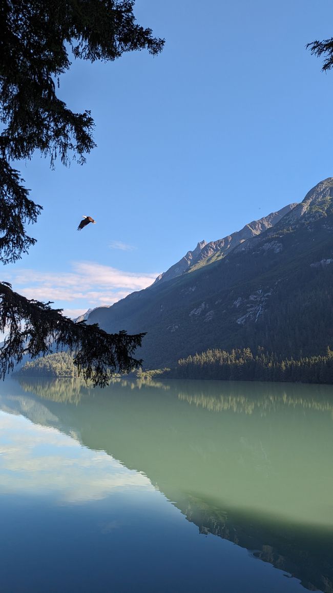 Adler über dem Chilkoot Lake