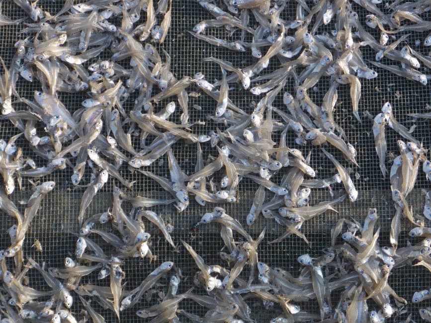 Sardines