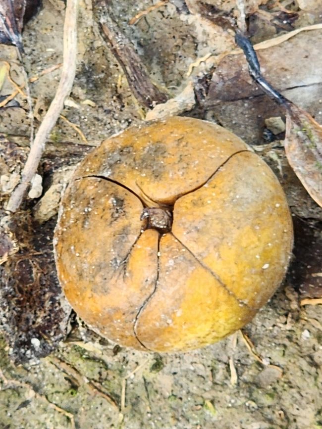 Tag 28, 22. Mai, Daintree, der älteste Regenwald der Welt