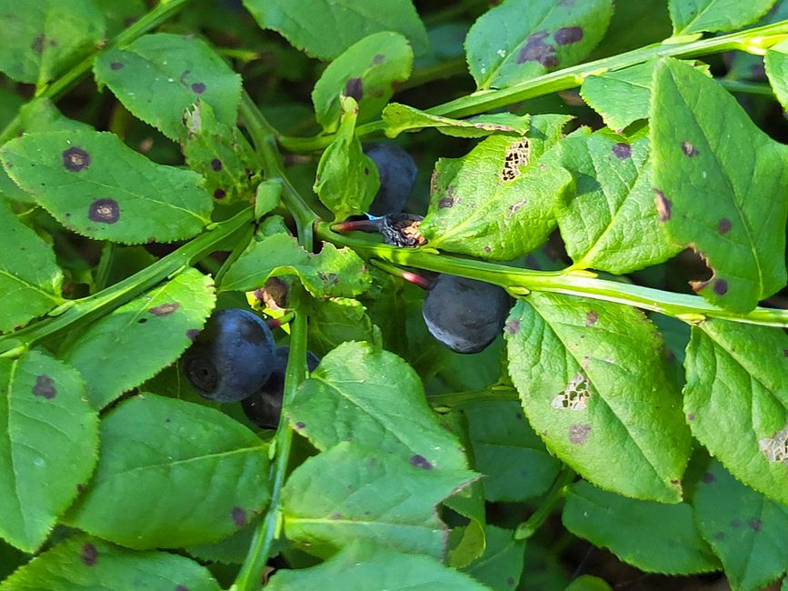 Blaubeeren