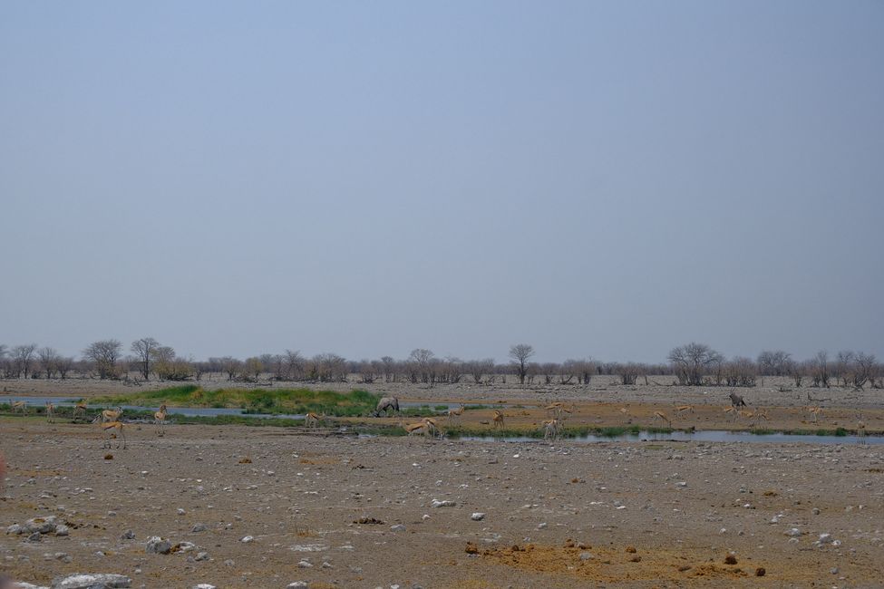 Etosha National Park 🐘🦒