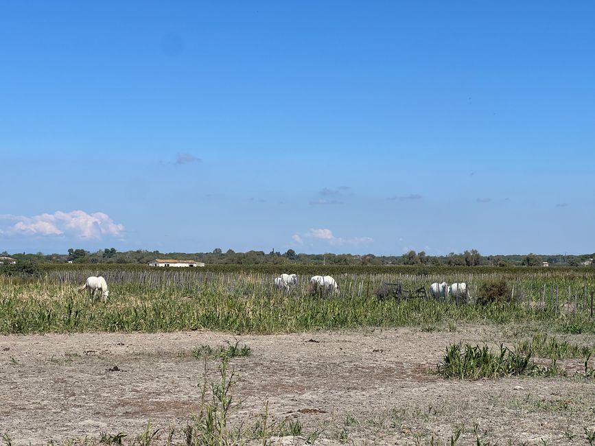 06 nach Aigues Mortes