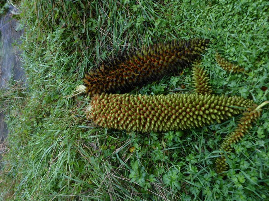 2025-03-16 WWOOF 2, Hokitika chez Joan et direction Picton