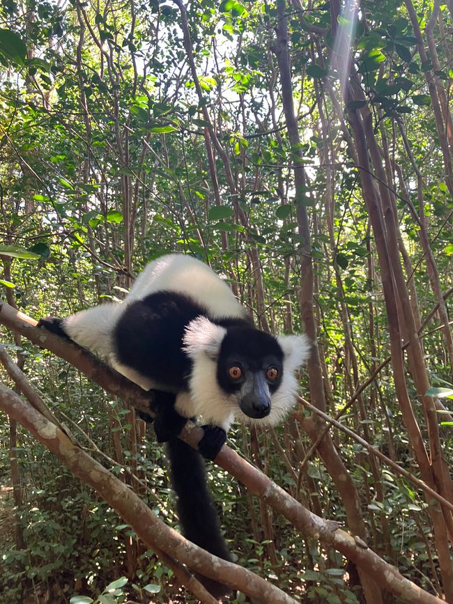 Maravilla de la naturaleza - Parque Nacional Andasibe
