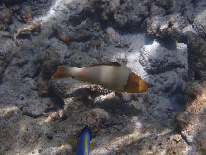 Masked parrotfish (juvenile) / (Juvenile) Bicolor parrotfish