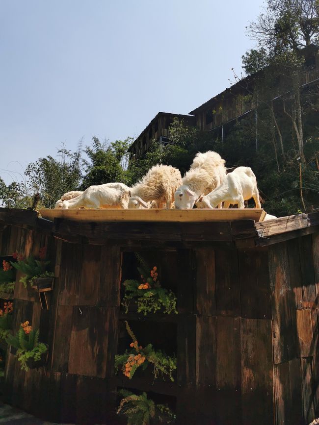 Wanderung in SaPa zum Cát-Cát-Village und den Wasserfällen