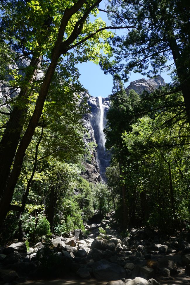 Tag 9 - Ultimo giorno nello Yosemite e un momento indimenticabile con un orso 🐻
