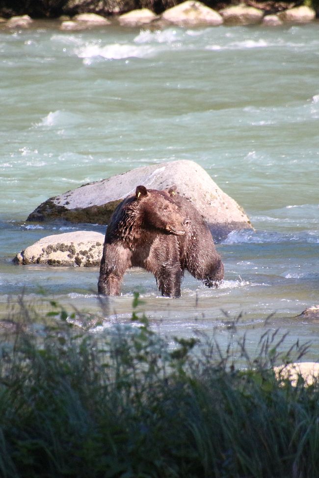 Day 26: Chilkoot River - a big bear show & photoshoot with 'Lulu'