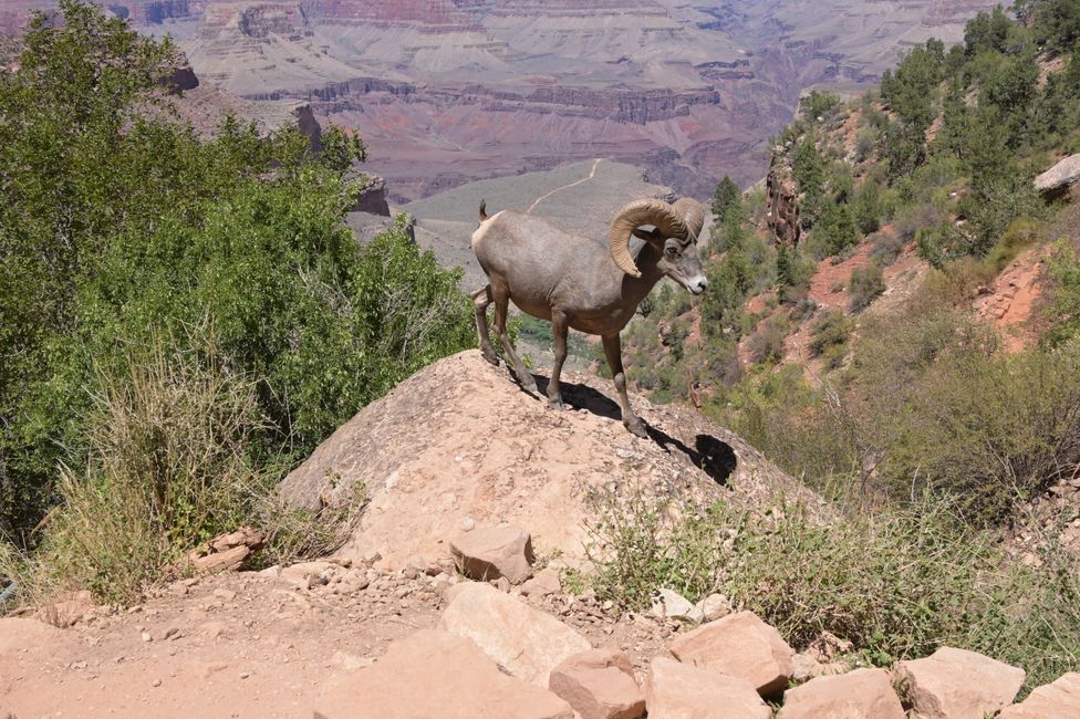 Bright Angel Trail - Pecora delle Dall