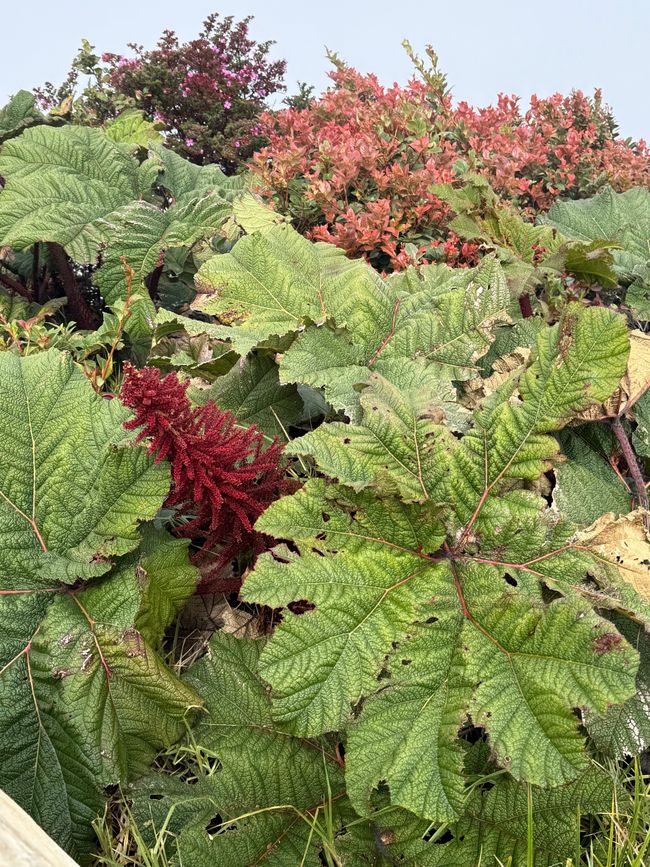 Hoja gigante