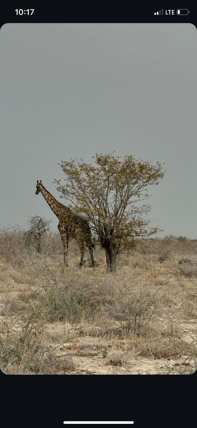 Etosha National Park 🐘🦒