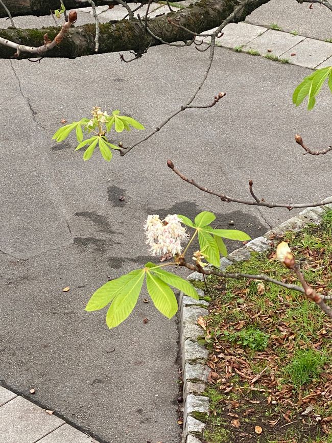 Diese Kastanie hat sich eindeutig in der Jahreszeit geirrt.