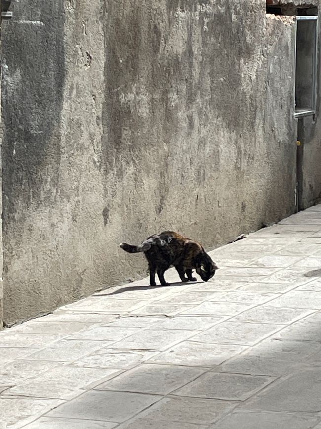Gatto di strada