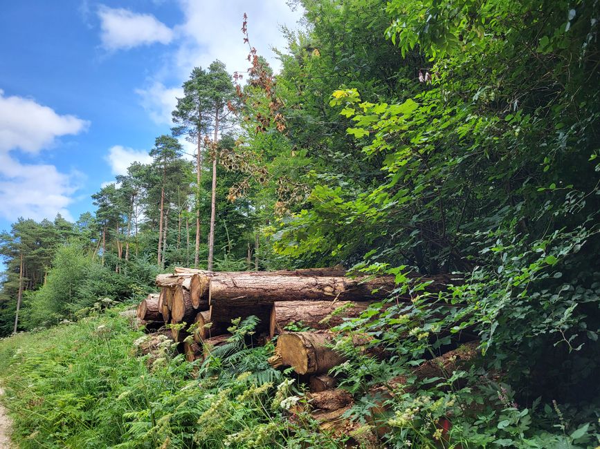 Sneverdale Rigg Rabbit Run