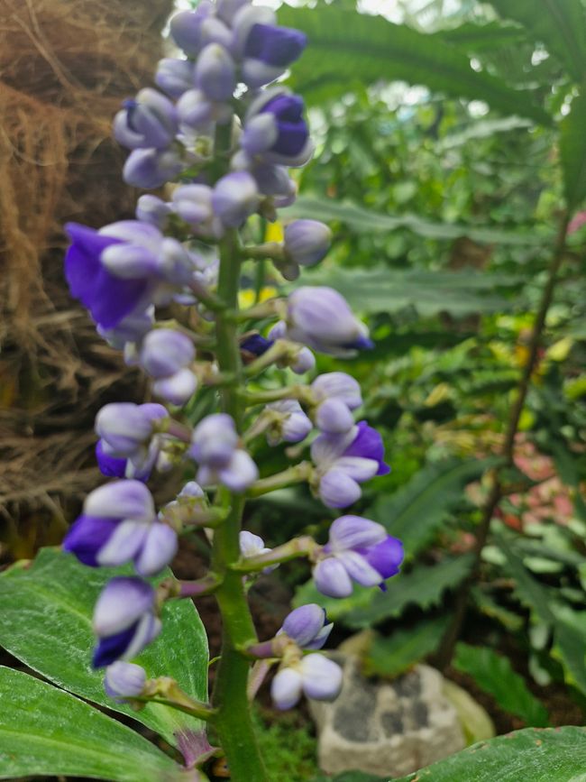 Path through the garden