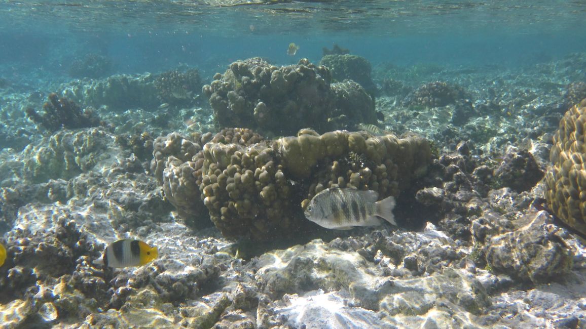2025-04-30 Raiatea and Taha'a