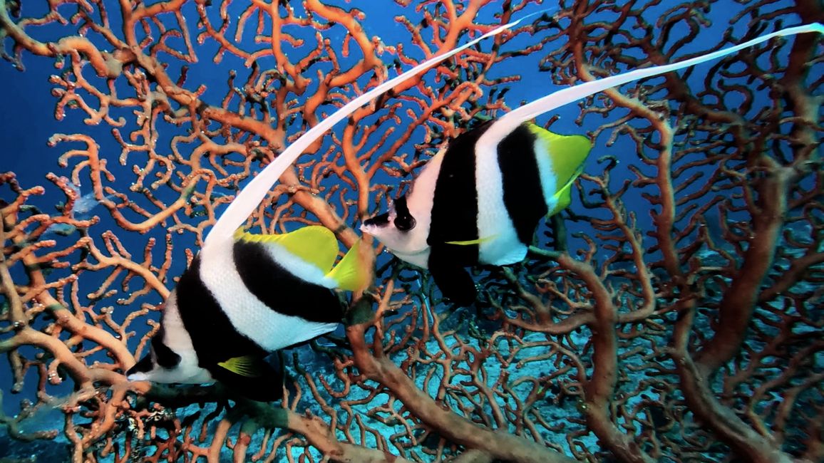 Travis ai Triton Bay Divers: Squali e altro