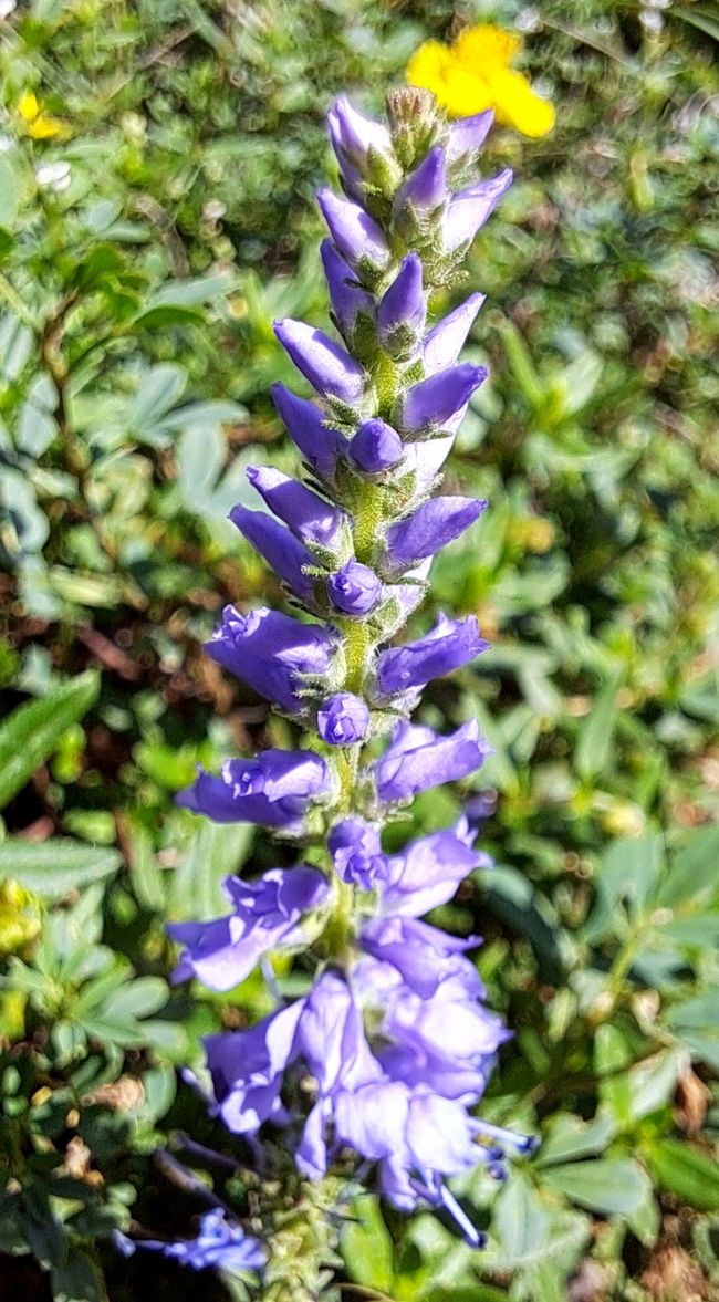 Barreliers Blauweiderich