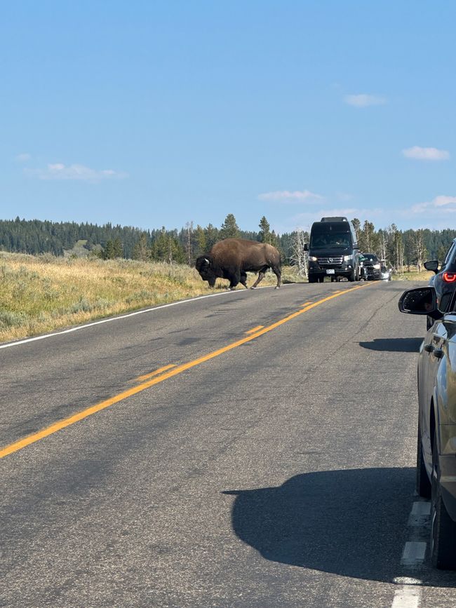 Wyoming: Yellowstone Parte 1