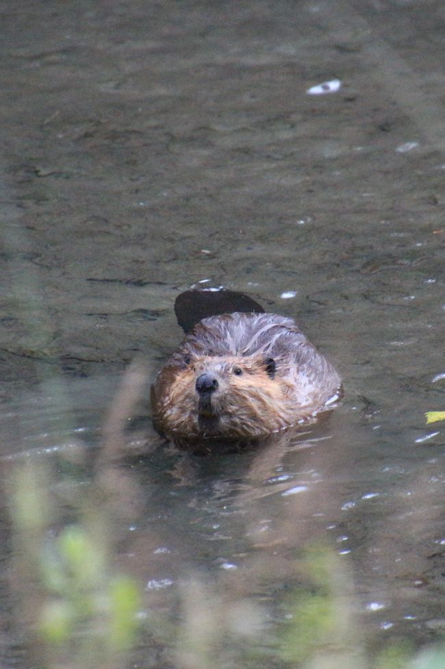 Tag 15: Stewart/Hyder - Grizzlies & (k)ein Salmon Glacier