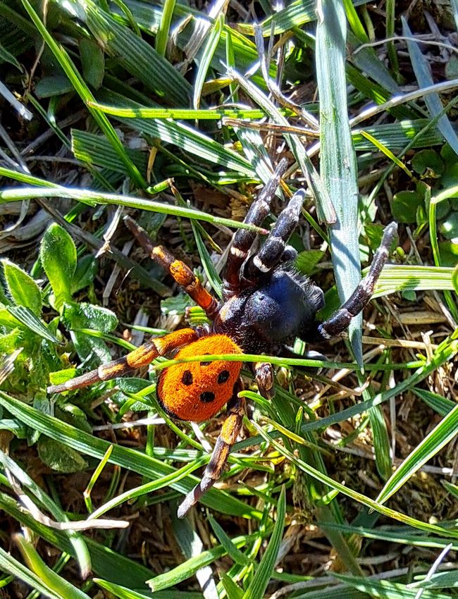 Ringelfüßige Röhrenspinne