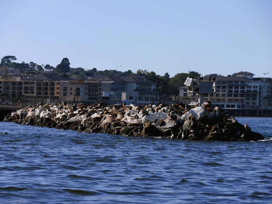 A 'few' sea lions